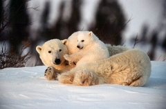 Polar Bear (Ursus maritimus) Polar Bear (Ursus maritimus)