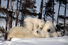 Polar Bear (Ursus maritimus) Polar Bear (Ursus maritimus)