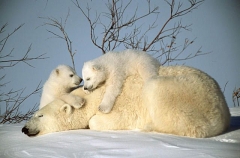 Polar Bear (Ursus maritimus) Polar Bear (Ursus maritimus)