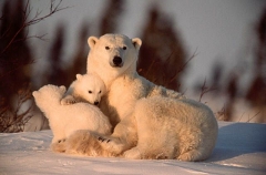 Polar Bear (Ursus maritimus) Polar Bear (Ursus maritimus)