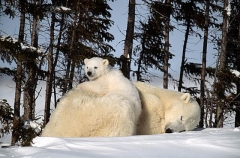 Polar Bear (Ursus maritimus) Polar Bear (Ursus maritimus)