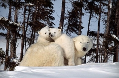 Polar Bear (Ursus maritimus) Polar Bear (Ursus maritimus)