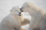 Polar Bears (Ursus maritimus) Polar Bears (Ursus maritimus)