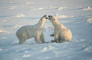 Polar Bears (Ursus maritimus) Polar Bears (Ursus maritimus)