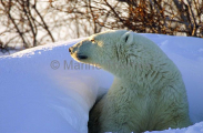 Polar Bear (Ursus maritimus) Polar Bear (Ursus maritimus)