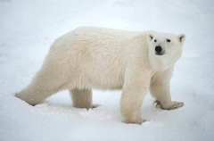 Polar Bear (Ursus maritimus) Polar Bear (Ursus maritimus)