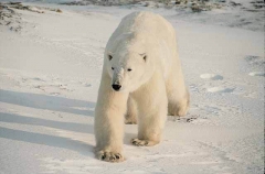 Polar Bear (Ursus maritimus) Polar Bear (Ursus maritimus)