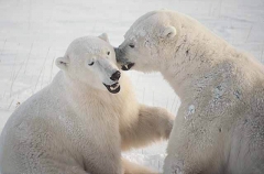 Polar Bears (Ursus maritimus) Polar Bears (Ursus maritimus)