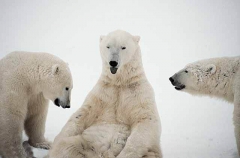 Polar Bears (Ursus maritimus) Polar Bears (Ursus maritimus)