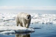 Polar Bear (Ursus maritimus)