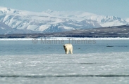 Polar Bear (Ursus maritimus) Polar Bear (Ursus maritimus)