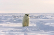 Polar Bear (Ursus maritimus) Polar Bear (Ursus maritimus)