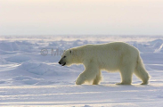 Polar Bear (Ursus maritimus) Polar Bear (Ursus maritimus)