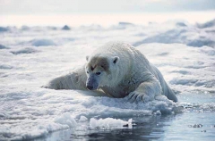 Polar Bear (Ursus maritimus)