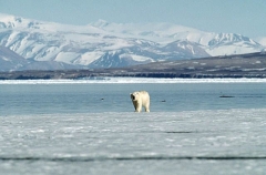 Polar Bear (Ursus maritimus) Polar Bear (Ursus maritimus)