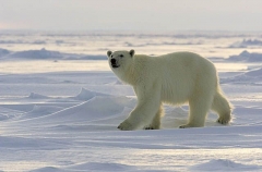 Polar Bear (Ursus maritimus) Polar Bear (Ursus maritimus)