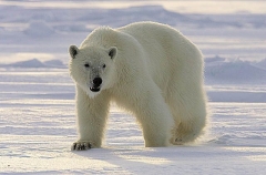 Polar Bear (Ursus maritimus) Polar Bear (Ursus maritimus)