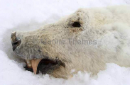 Polar Bear (Ursus maritimus) Polar Bear (Ursus maritimus)