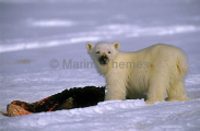 Polar Bear (Ursus maritimus) Polar Bear (Ursus maritimus)