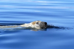 Polar Bear (Ursus maritimus) Polar Bear (Ursus maritimus)