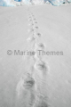 Polar Bear (Ursus maritimus)