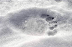 Polar Bear (Ursus maritimus) Polar Bear (Ursus maritimus)