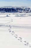 Polar Bear (Ursus maritimus) Polar Bear (Ursus maritimus)