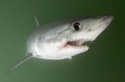 Porbeagle Shark (Lamna nasus) Porbeagle Shark (Lamna nasus)