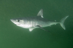 Porbeagle Shark (Lamna nasus) Porbeagle Shark (Lamna nasus)