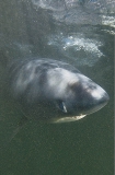 Porbeagle Shark (Lamna nasus) Porbeagle Shark (Lamna nasus)