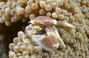 Spotted Porcelain Crab (Neopetrolsthes maculata) Spotted Porcelain Crab (Neopetrolsthes maculata)