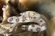 Three-lobed Porcelain Crab (Porcellanella triloba)