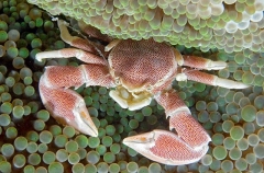 Spotted Porcelain Crab (Neopetrolsthes maculata) Spotted Porcelain Crab (Neopetrolsthes maculata)