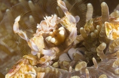 Spotted Porcelain Crab (Neopetrolsthes maculata) Spotted Porcelain Crab (Neopetrolsthes maculata)