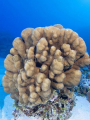 Porites Coral (Poritidae sp.) Porites Coral (Poritidae sp.)