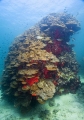 Coral Bommie or Coral Head made up of Porites Corals (Poritidae) Coral Bommie or Coral Head made up of Porites Corals (Poritidae)
