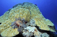 Crown Of Thorns Starfish (Acanthaster planci) Crown Of Thorns Starfish (Acanthaster planci)