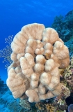Porites Coral (Porites lutea)