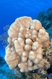 Porites Coral (Porites lutea)