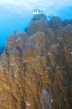 Porites Coral (Porites sp.) Porites Coral (Porites sp.)