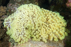 Porites Coral (Goniopora sp.) Porites Coral (Goniopora sp.)
