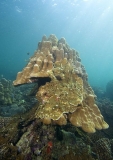 Coral Bommie or Coral Head made up of Porites Coral (Porites solida) Coral Bommie or Coral Head made up of Porites Coral (Porites solida)