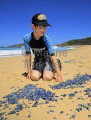 Portuguese Man-of-war or Blue Bottle Jellyfish (Physalia physalis) Portuguese Man-of-war or Blue Bottle Jellyfish (Physalia physalis)