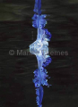 Portuguese Man-of-war or Blue Bottle Jellyfish (Physalia physalia) Portuguese Man-of-war or Blue Bottle Jellyfish (Physalia physalia)