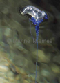 Portuguese Man-of-war or Blue Bottle Jellyfish (Physalia physalia)