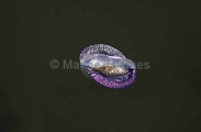 By-the-wind Sailor (Velella velella) By-the-wind Sailor (Velella velella)