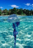 Portuguese man-of-war (Physalia physalis) Portuguese man-of-war (Physalia physalis)