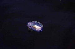 By-the-wind Sailor (Velella velella)