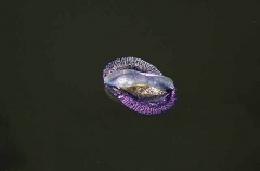 By-the-wind Sailor (Velella velella)