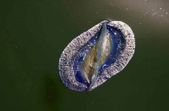 By-the-wind Sailor (Velella velella)
